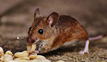 24 Hour & Emergency Exterminators in Robbs, IL